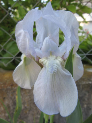 aphylla caerulea gp.jpg
