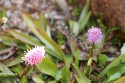 Heloura bullata (Gösa).JPG