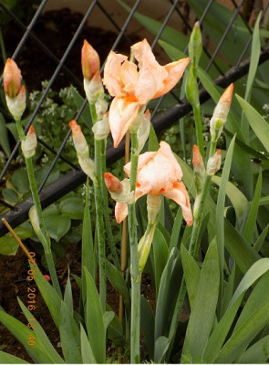 Beverly Sills small DSCN0324.jpg