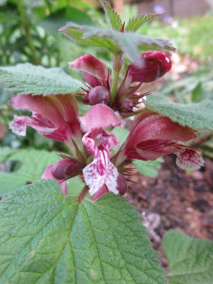 Lamium orvala_3416.jpg