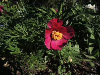 DSCN0184_1425.JPG