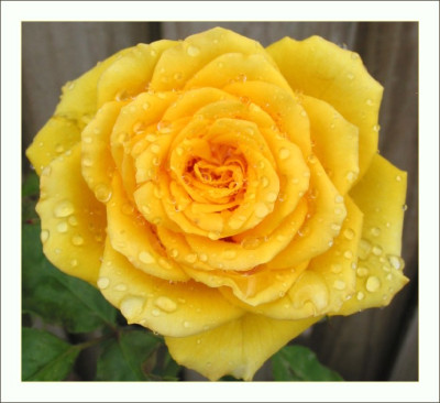ROSE_MO_1809_RI.jpg