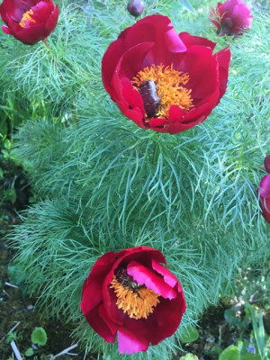 rosenkaefer_auf_paeonia_tenuifolia.jpg