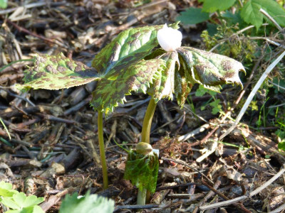 2016-05-07 Podophyllum hexandrum 2.jpg
