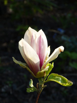 2016-05-07 Magnolia 'Toro'.jpg