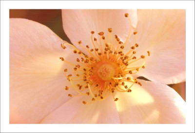Rosa_Mrs._Oakley_Fisher_1_16-09-2006.jpg
