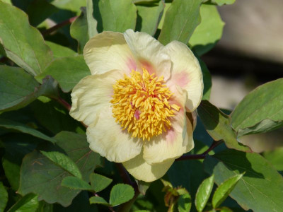 2016-05-07 Paeonia mlokosewitschii 2.jpg