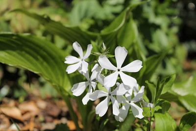 Phlox divaricata 'White Perfume'.JPG
