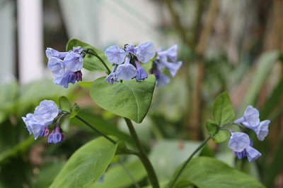 mertensia.JPG