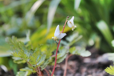 Dicentra cucullaria.JPG