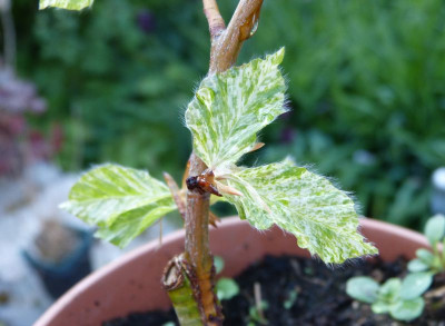 2016-05-07 Fagus sylvatica 'Franken'.jpg