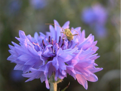 kornblume_mit_besuch29-799_original.jpg