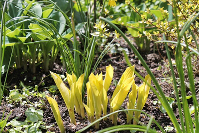 hosta zitronenfalter austrieb1.JPG