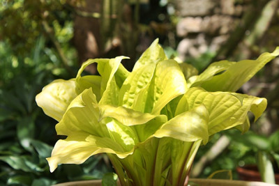Hosta ' Whiskey Sour '.JPG