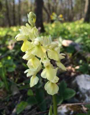 Orchis pallens 05-2016.jpg