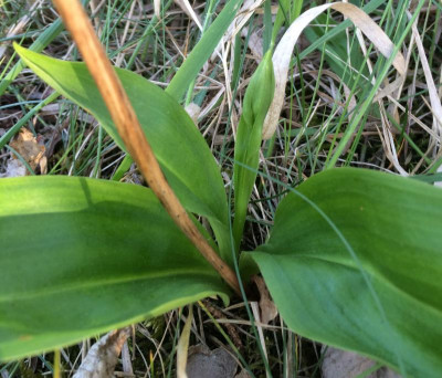 Platanthera Austrieb 05-2016.jpg