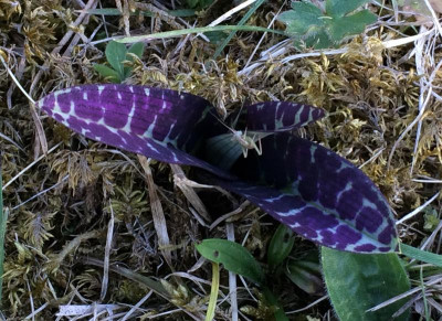 Dactylorhiza Austrieb 05-2016.jpg