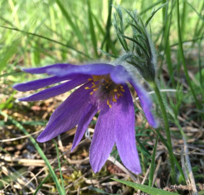 Pulsatilla 05-2016.jpg