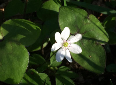 Hepatica weiss 1 05-2016.jpg