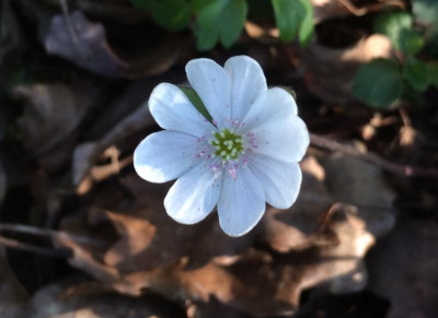 Hepatica weiss 2 05-2016.jpg