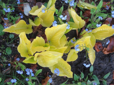Hosta 'Fruit Punch'_3421.jpg