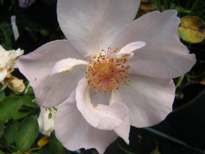 Lilac_Charm_06.JPG