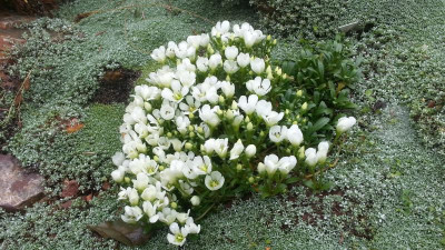 Gentiana saxosa 2015.png