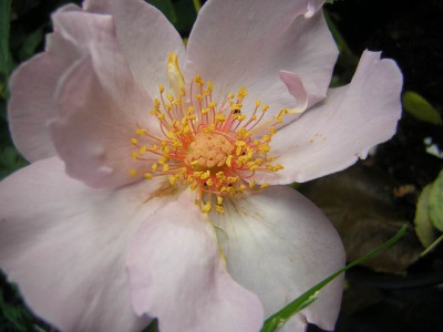 Lilac_Charm_069.JPG