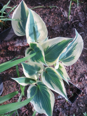 Hosta 'Great Expectations'_3419.jpg