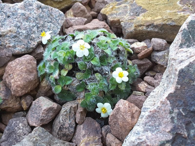 Myosotis pulvinaris 08.05.16.jpg