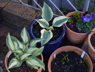 Hosta-Töpfe.16-1.jpg