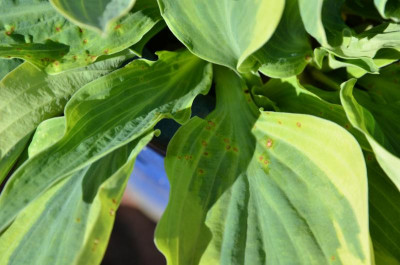 Hosta-Schaden.16-1.jpg