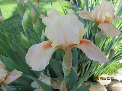 mai apricot silk 2 small.JPG