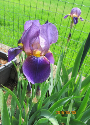 Lent A. Williamson small IMG_0551.jpg