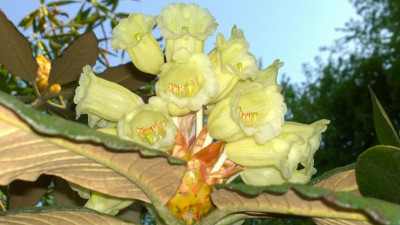 WP_20160507_075 Rhododendron sinofalconeri C&H 7183.jpg