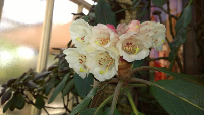 WP_20160508_030 Rhododendron falconeri CH&M 3017 Bhutan.jpg
