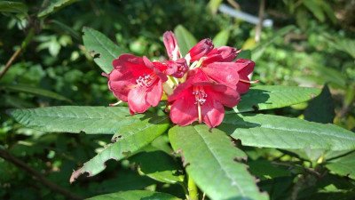 WP_20160508_011 Rhododendron microgynum.jpg