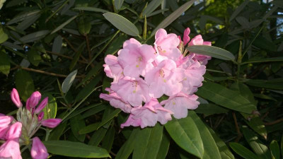 WP_20160508_004 Rhododendron argyrophyllum.jpg