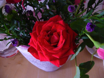 kleine_rose_rot.JPG