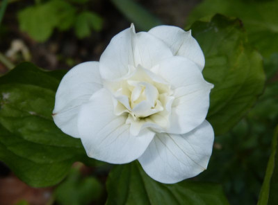 2016-05-08 Trillium grandiflorum 'Flore Pleno'.jpg