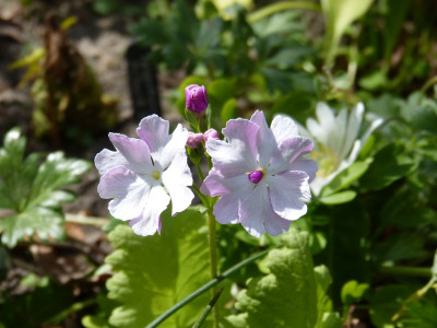 2016-05-08 Primula sieboldii 'Flamenco'.jpg