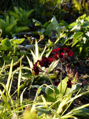 2016-05-08 Primula polyantha 'Garnet Cowichan'.jpg