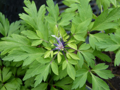 2016-05-08 Anemone nemorosa 'Green Dragon'.jpg