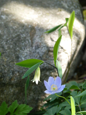 2016-05-08 Uvularia sessilifolia.jpg