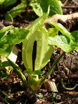2016-05-08 Arum maculatum 'Painted Lady'.jpg