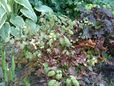 2016-05-08 Epimedium 'Sulphureum'.jpg