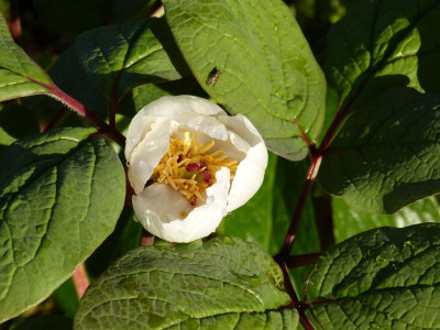 2016-05-08 Paeonia obovata.jpg