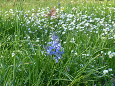 2016-05-08 Gartenimpressionen 1.jpg