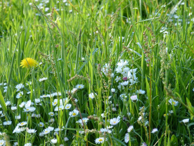2016-05-08 Gartenimpressionen 2.jpg