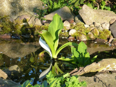 2016-05-08 Gartenimpressionen 3.jpg